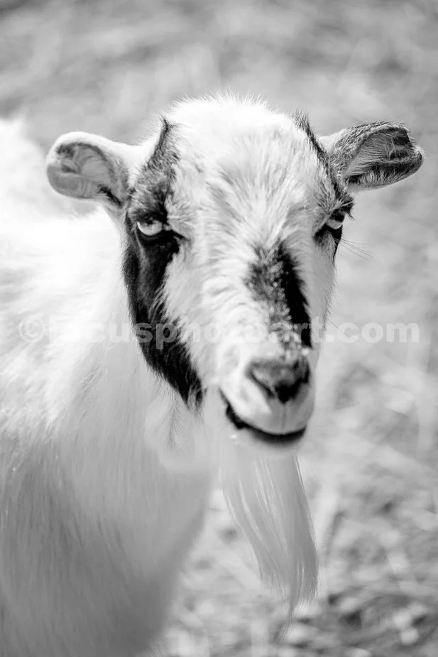 J21_Goat_with_Attitude_6777_BW.jpg
