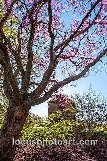 WEB J19 Redbud and Log Home 8962.jpg
