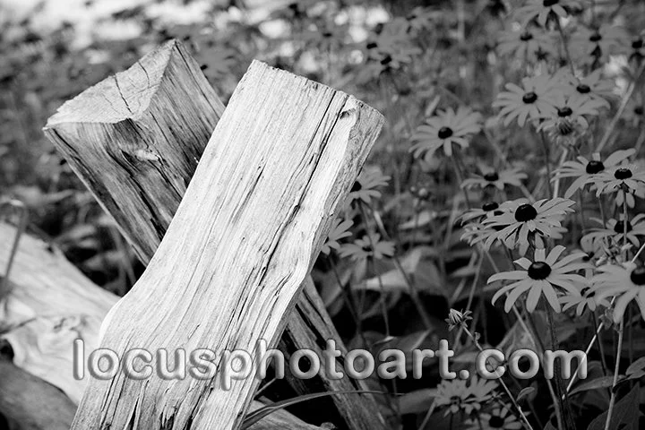 Split Rail Fence & Flowers 9128 BW FB.jpg