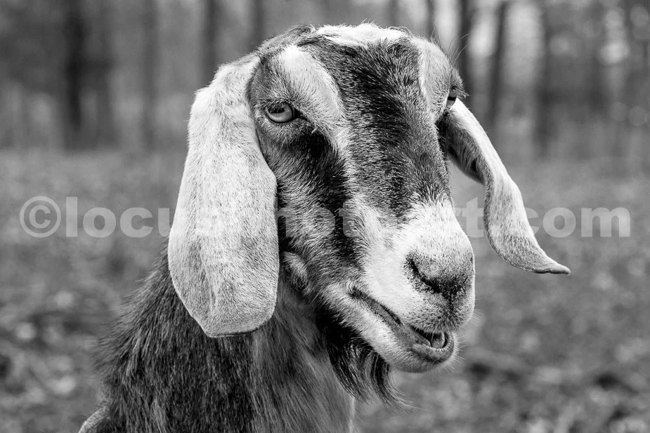 J21_Happy_Goat_Face_0365_BW.jpg