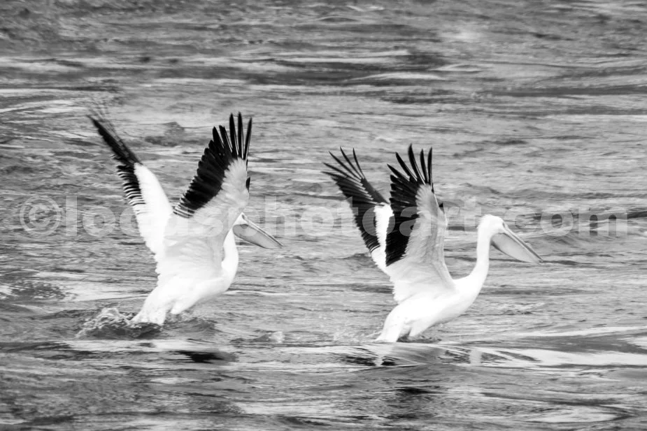 J21_Pelican_Ballet_5652_BW.jpg