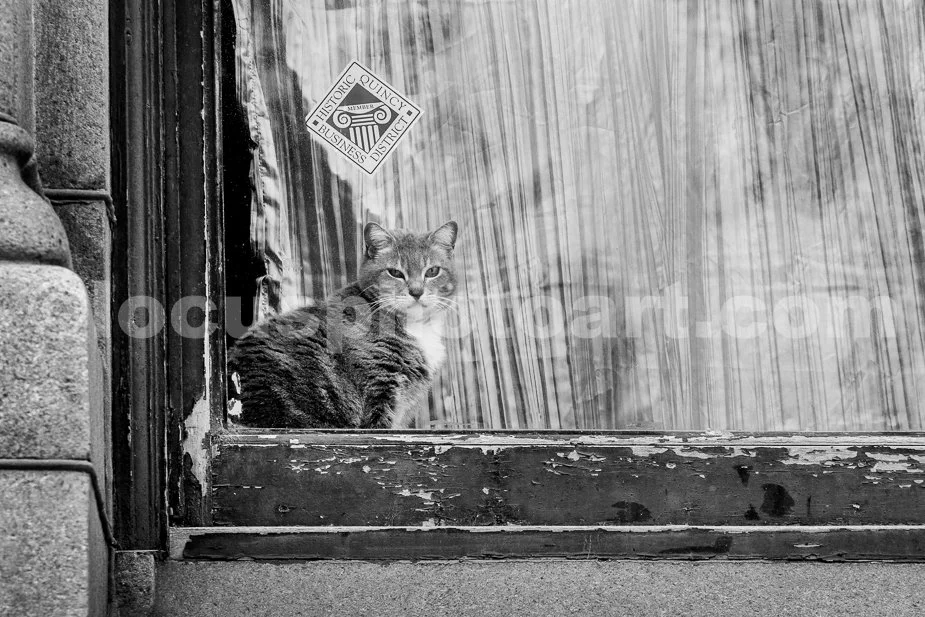 J21_Kitty_in_the_Window_1565_BW.jpg