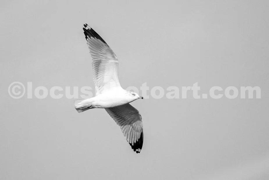 J21_Gull_in_the_Sky_5937_BW.jpg
