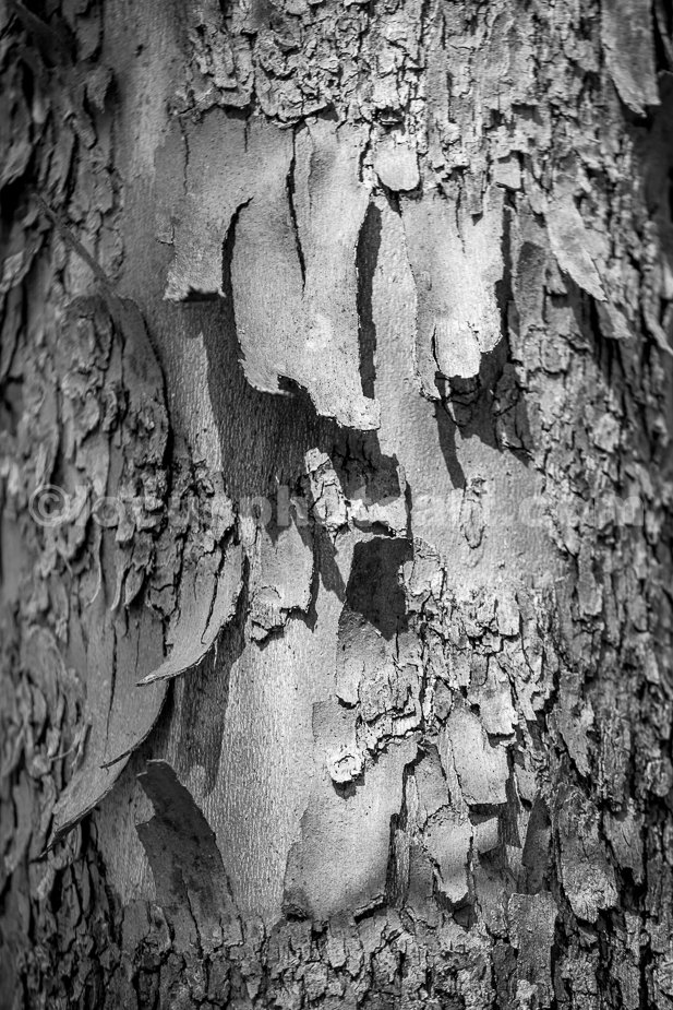 J21_Peeling_Bark_6730_BW.jpg