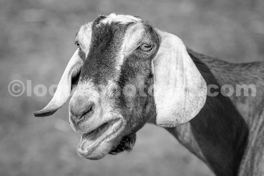 J23_Talking_Brown_Goat_9150_BW.jpg