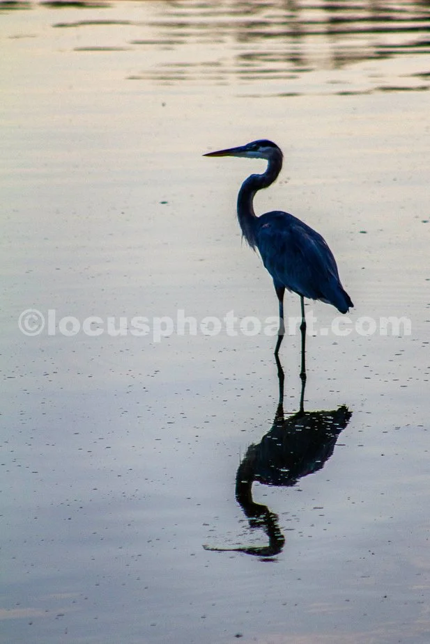 J24_Heron_at_Carlyle_Lake_9276.jpg