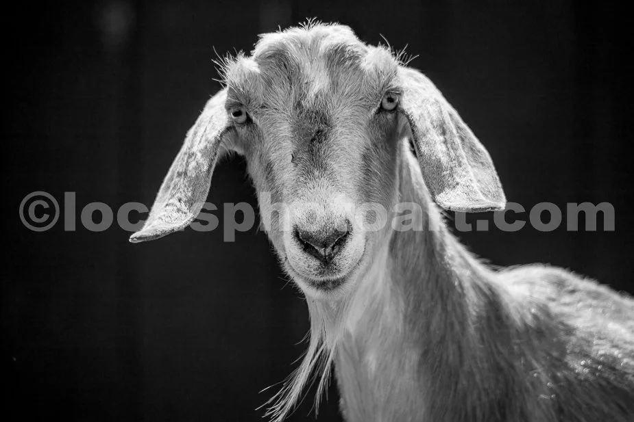 J21_Jar_Jar_Goat_5358_BW.jpg
