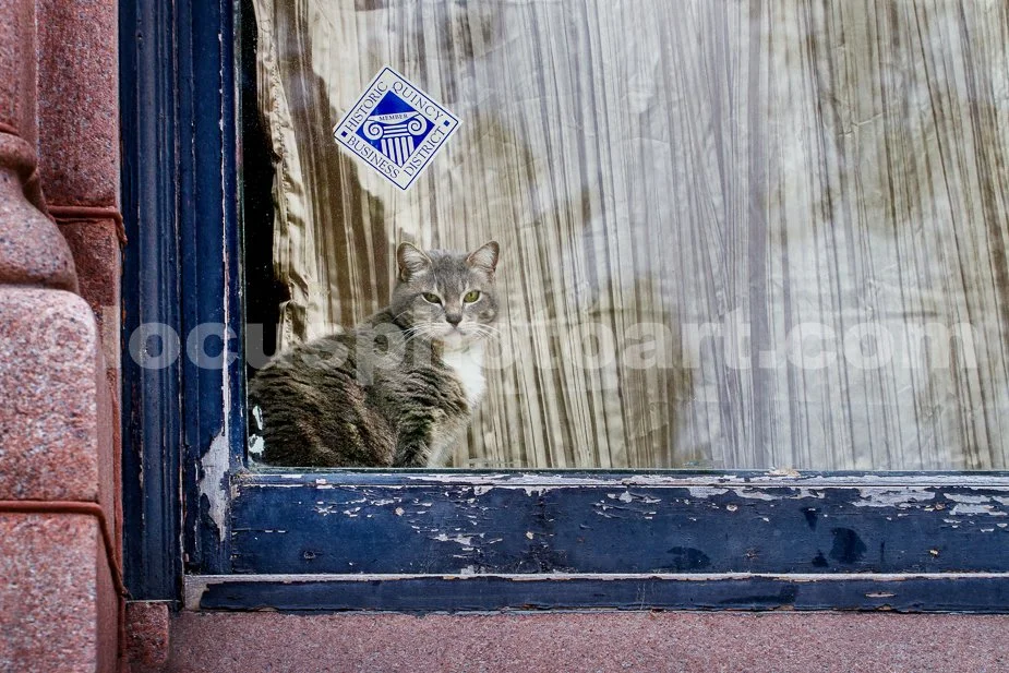 J21_Kitty_in_the_Window_1565.jpg