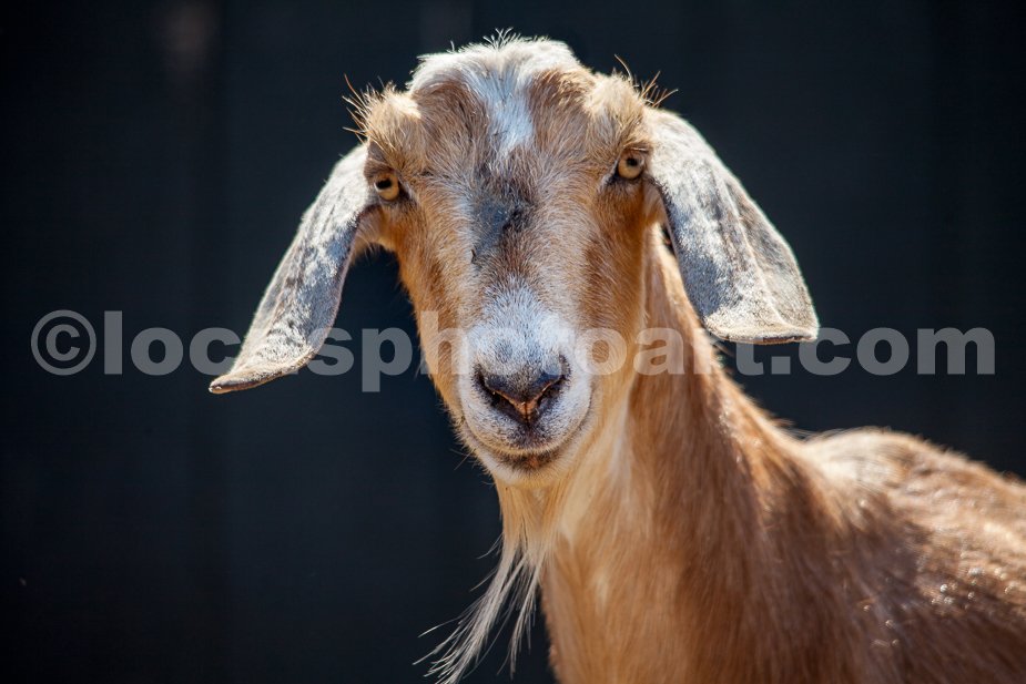 J21_Jar_Jar_Goat_5358.jpg