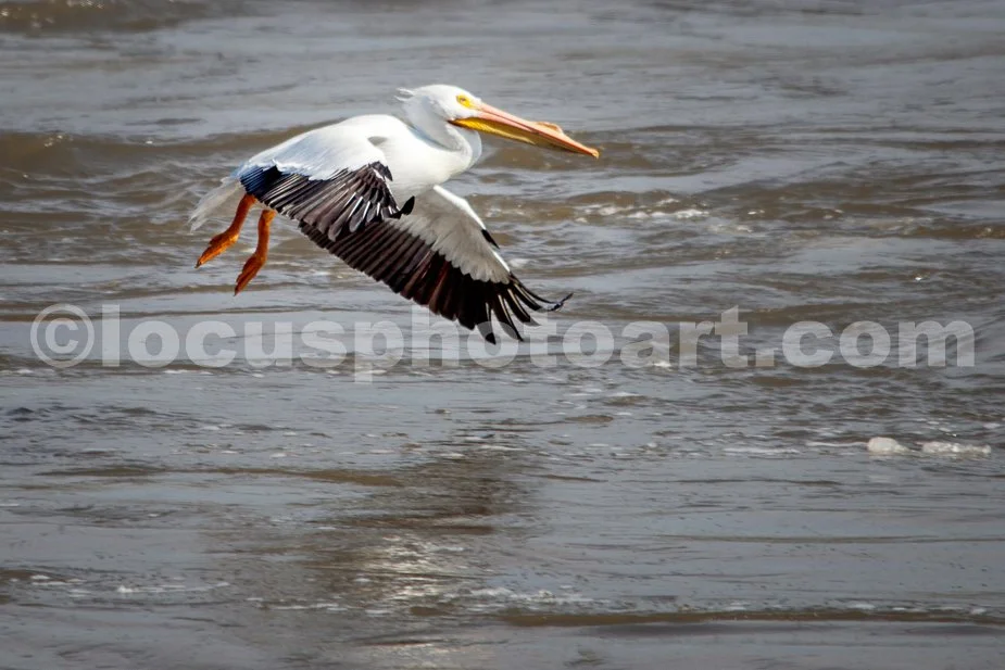 J21_Pelican_on_Final_Approach_6098.jpg
