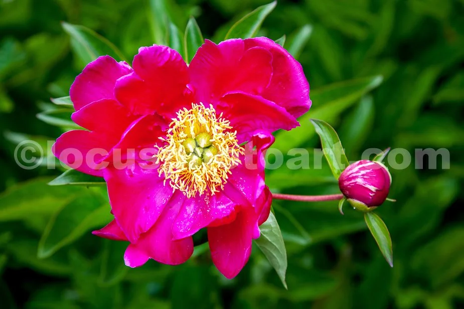 J21_Peony_and_Bud_7859.jpg