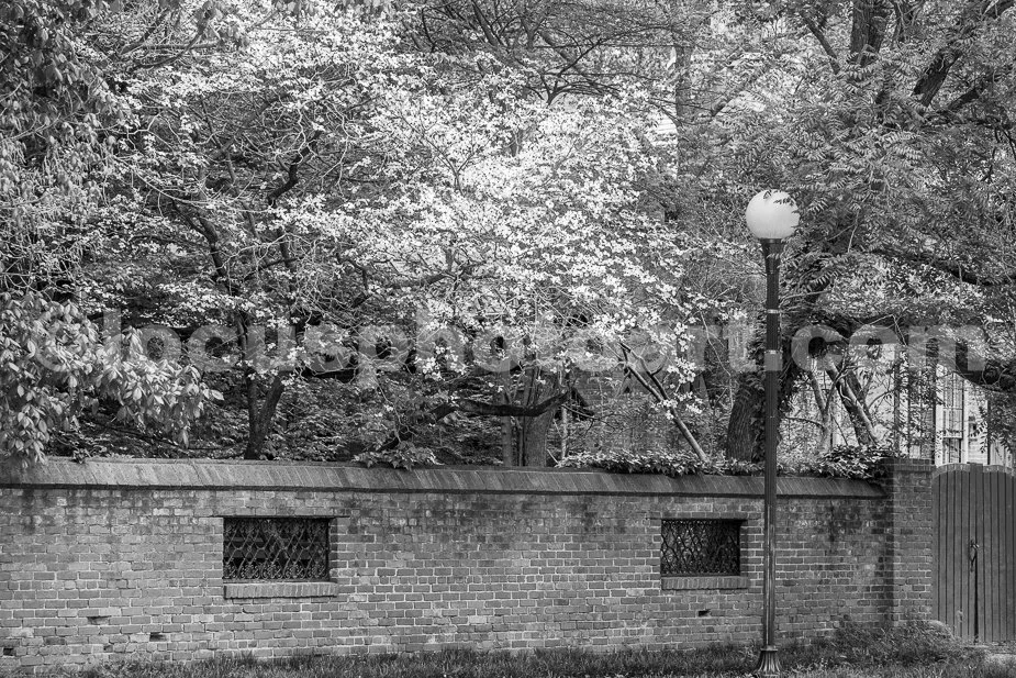 J19_Brick_Wall_and_Dogwood_Tree_0201_BW.jpg