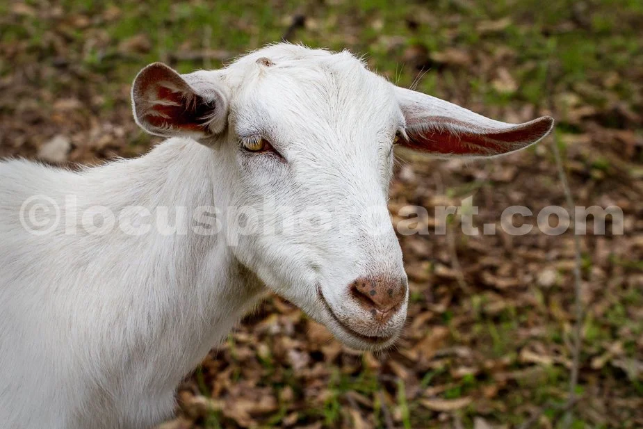 J21_Smiling_White_Goat_0322.jpg