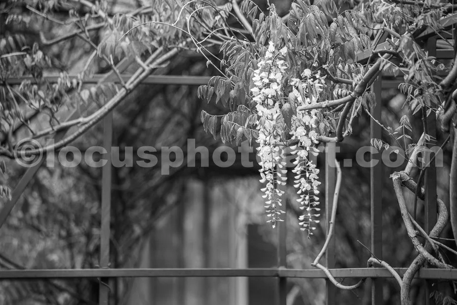 J19_Wisteria_Cascade_0381_BW.jpg