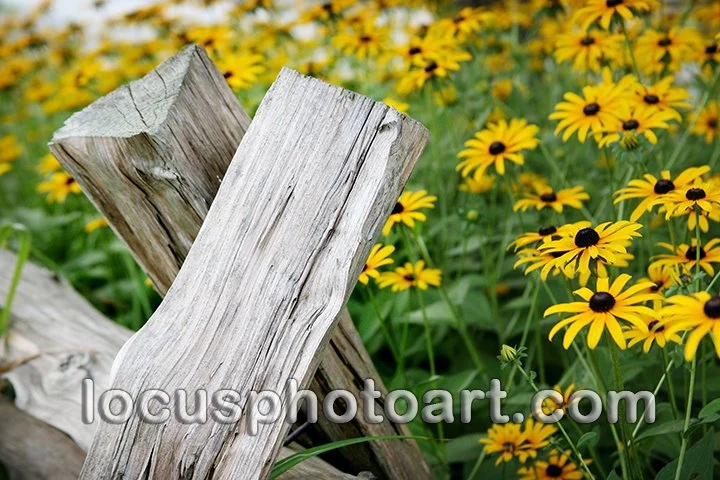 Split Rail Fence & Flowers 9128 FB.jpg