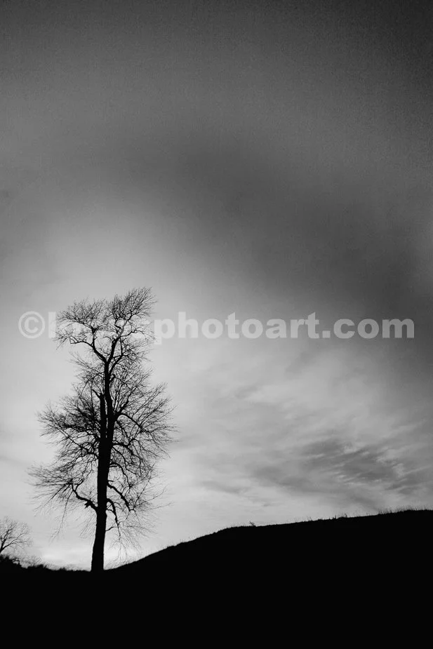 Sunset_Tree_0504_BW.jpg