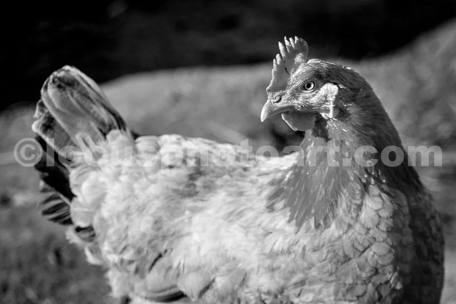 J23_Close_Up_Chicken_8877_BW.jpg