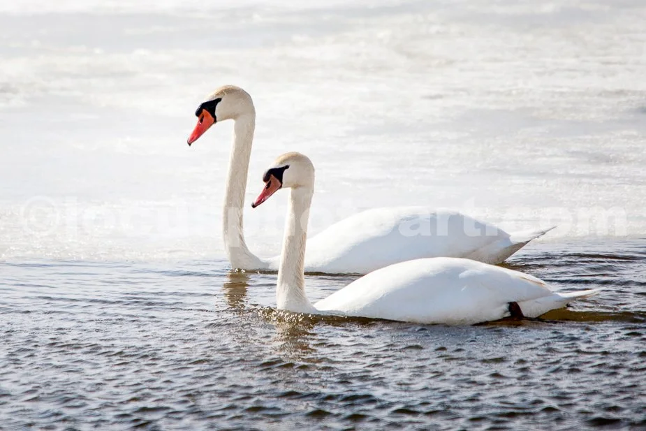J21_Swans_on_Ice_5825.jpg