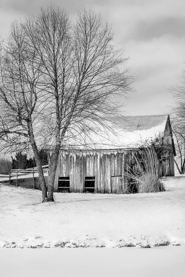 J21_Birch_and_Barn_4748_BW.jpg