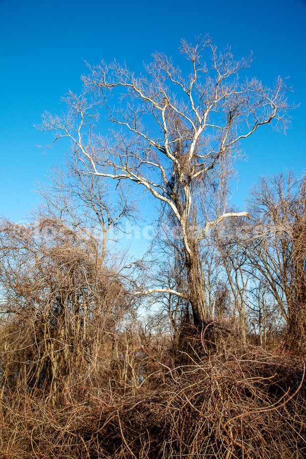 J21_Tree_on_the_Missouri_River_4818.jpg