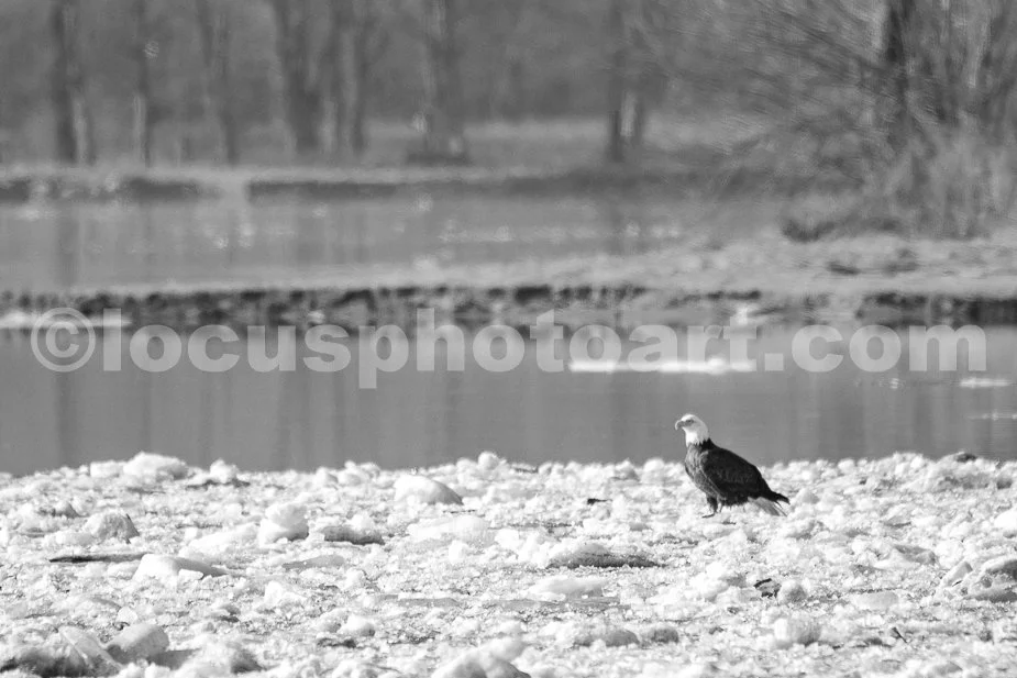 J21_Eagle_on_and_Ice_Raft_6018_BW.jpg