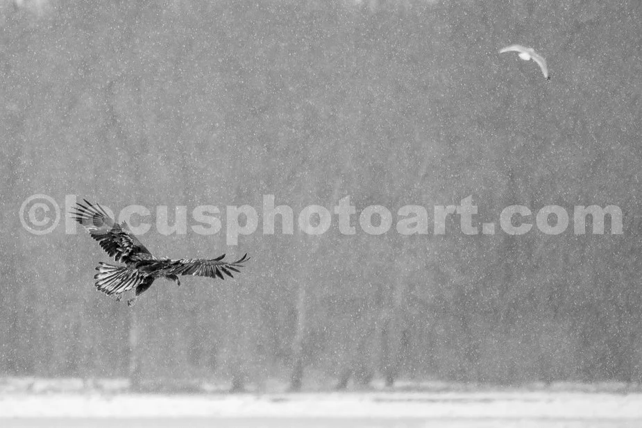 J21_Young_Eagle_Over_Ice_4853_BW.jpg