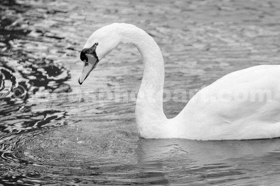 J23_Rain_on_Swan_Lake_2219_BW.jpg
