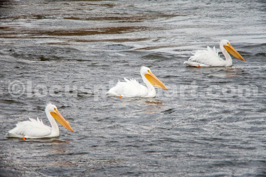 J21_Pelicans_in_a_Row_5610.jpg