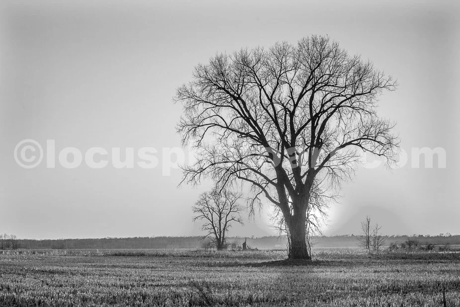 J21_Tree_Trio_at_Sunset_4924_BW.jpg