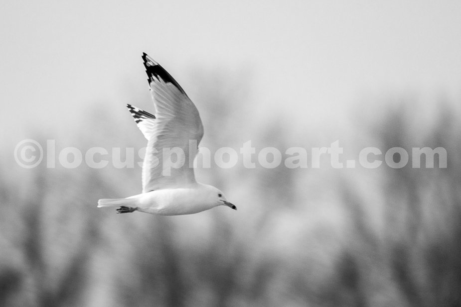 J21_Gull_over_the_Mississippi_5969_BW.jpg