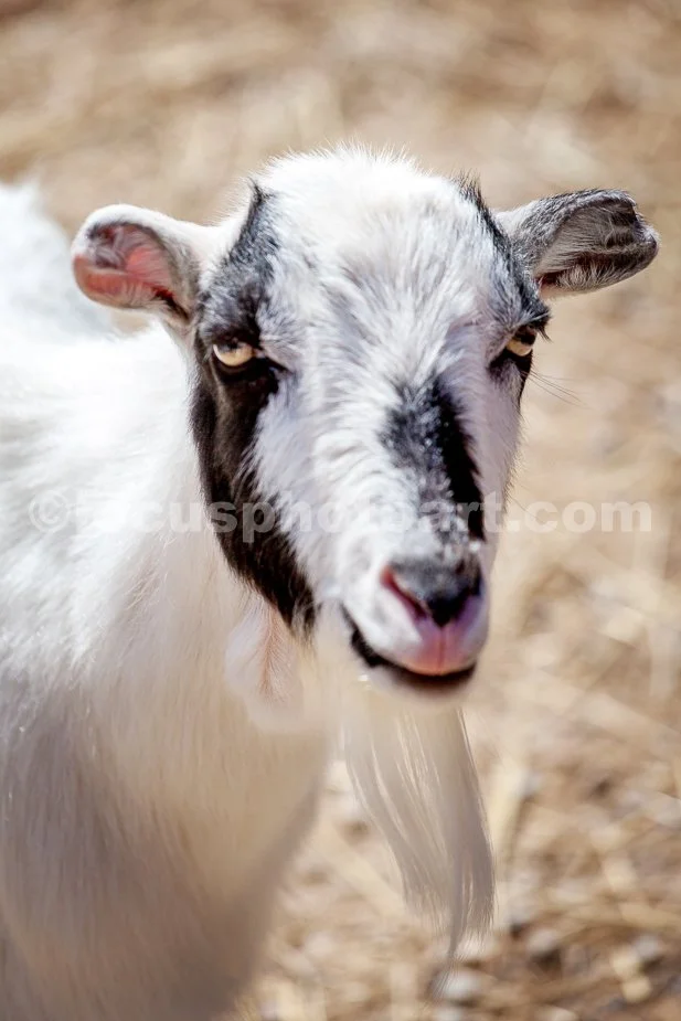 J21_Goat_with_Attitude_6777.jpg