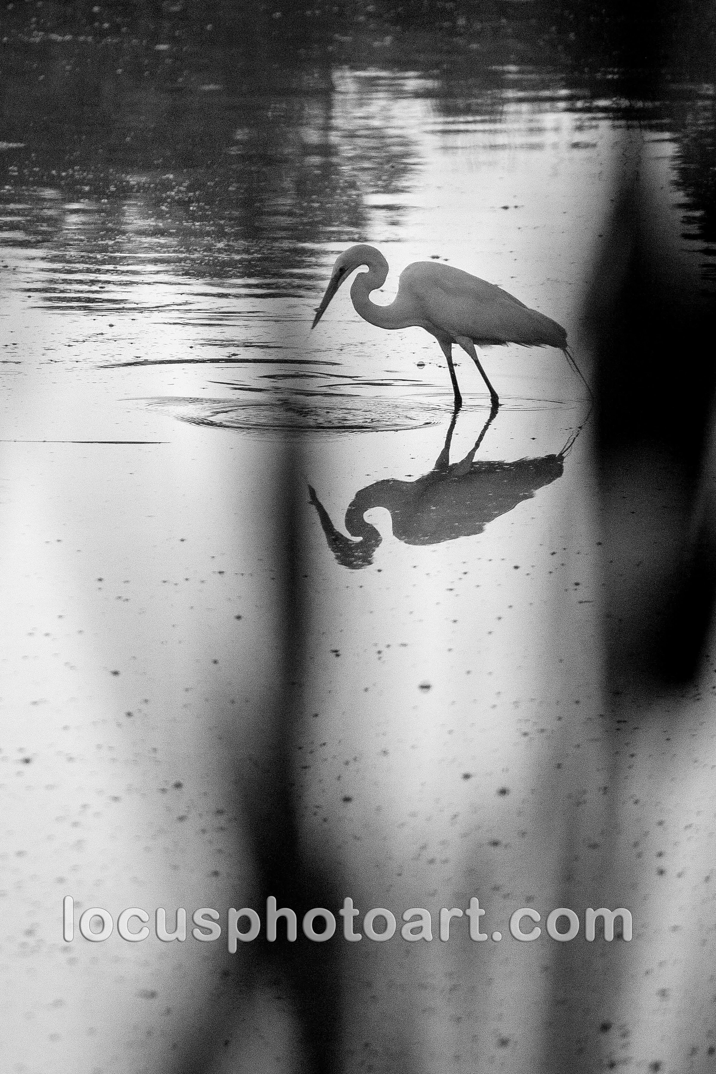 J24 Egret at Dawn 9944 BW FB.jpg