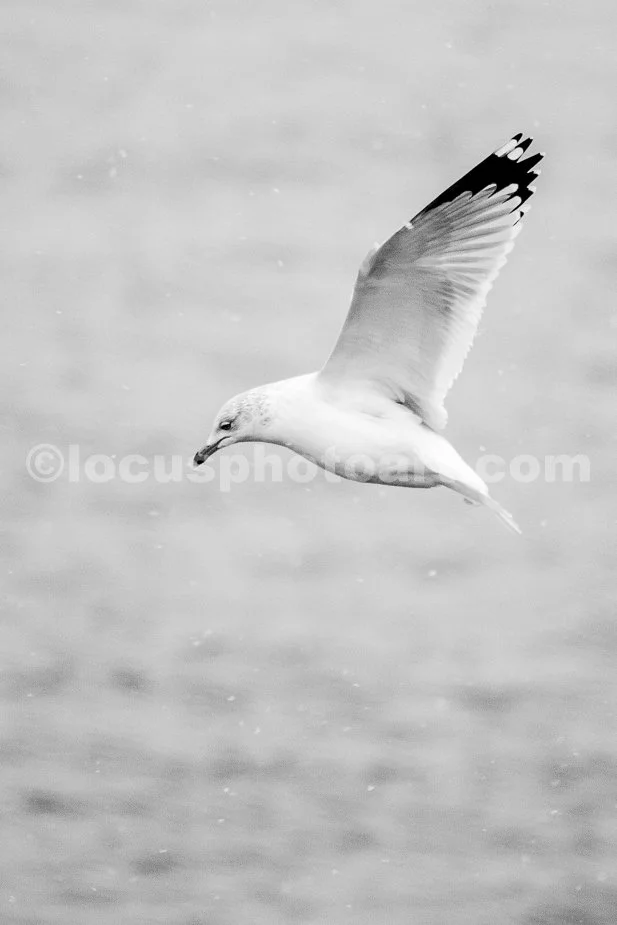 J21_Gull_in_the_Snow_4806_BW.jpg