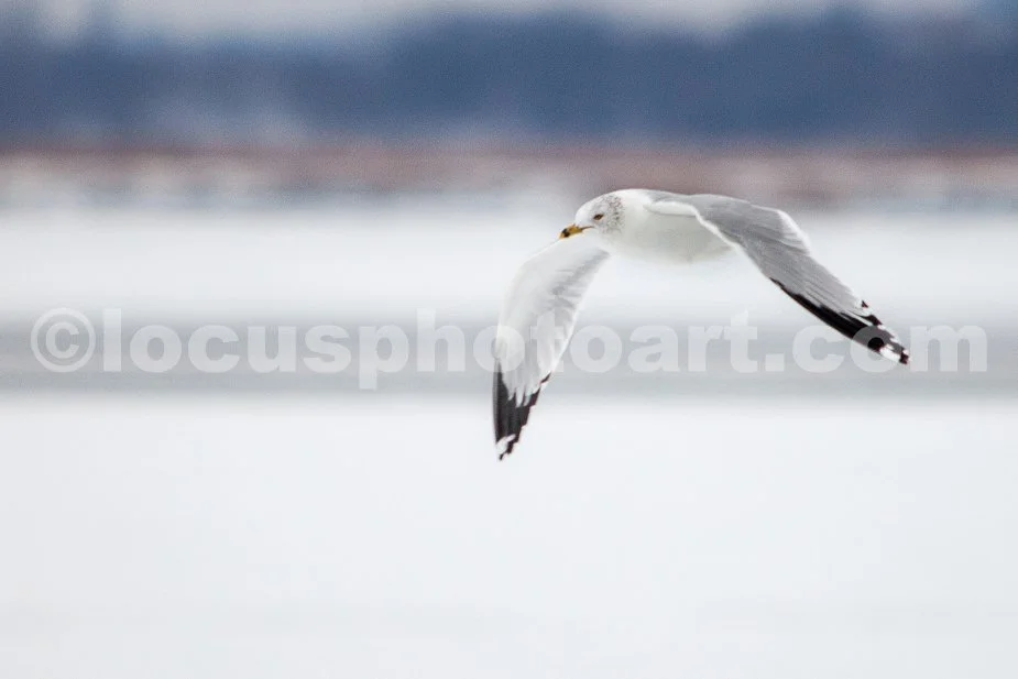 J21_Gull_Over_Horseshoe_Lake_5128.jpg
