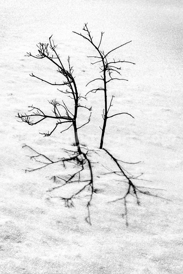 J21_Shadows_in_the_Snow_5470_Hi-C_BW.jpg