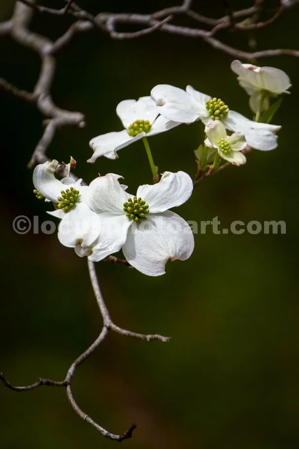 J21_Dogwood_Blossoms_in_Missouri_0293.jpg