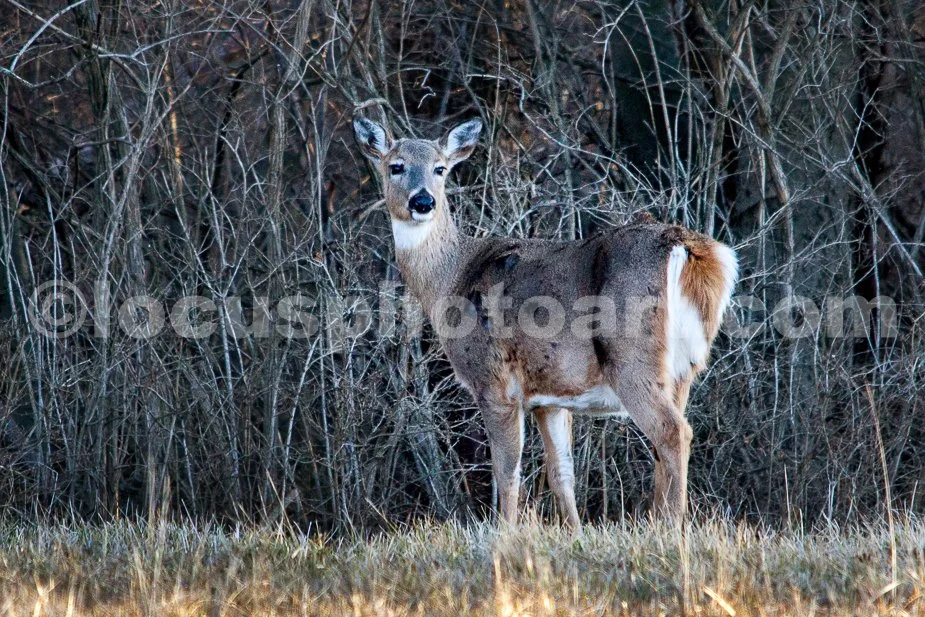 J21_Deer_at_Dusk_4993.jpg
