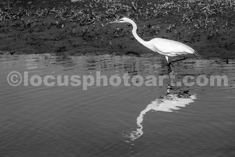 J24_Regal_Egret_0560_BW.jpg