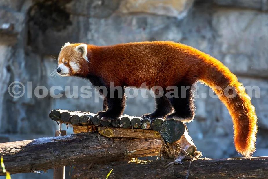 J23_Red_Panda_1_5507.jpg
