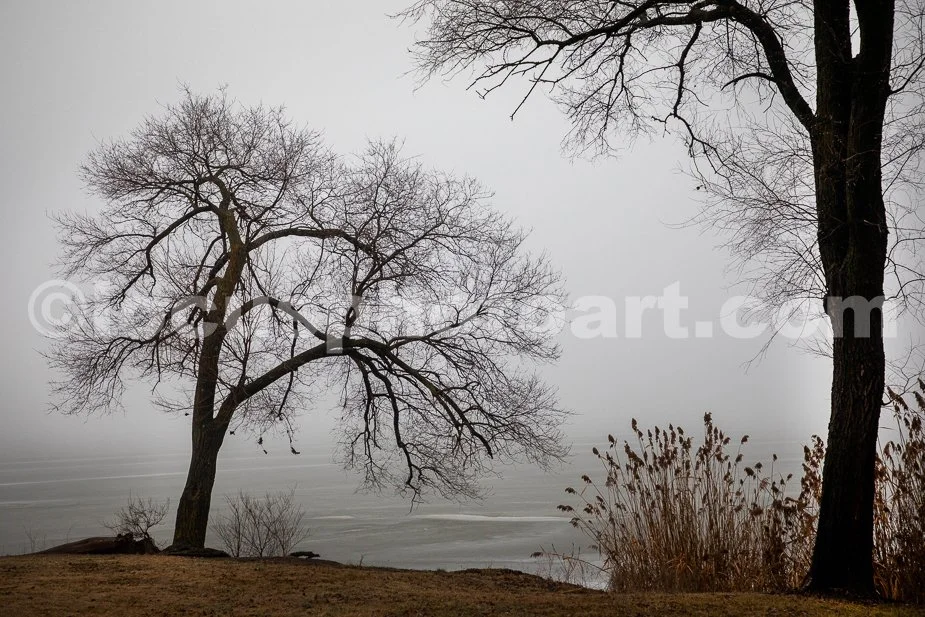 J24_Trees_in_Fog_6341.jpg
