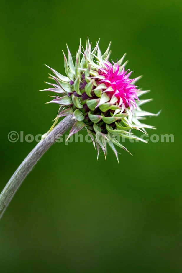 J24_Thistle_Do_9986.jpg