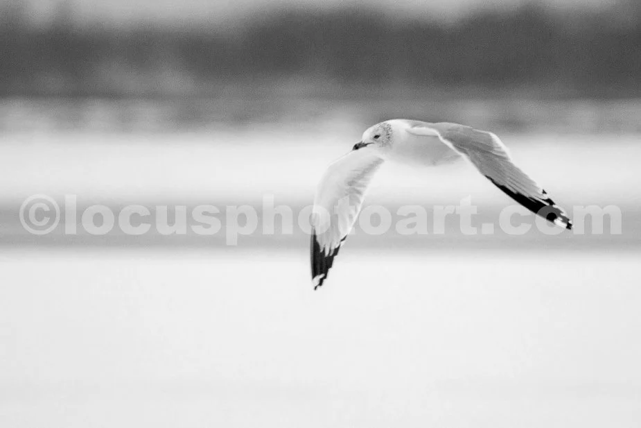J21_Gull_Over_Horseshoe_Lake_5128_BW.jpg