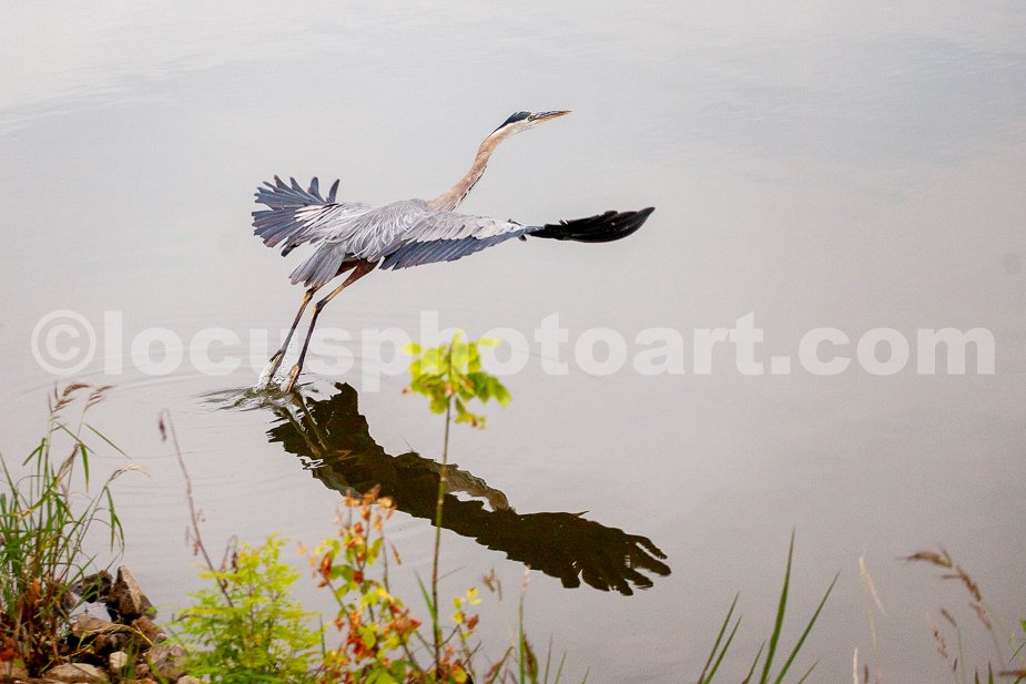 J24_Heron_Taking_Flight_0319.jpg