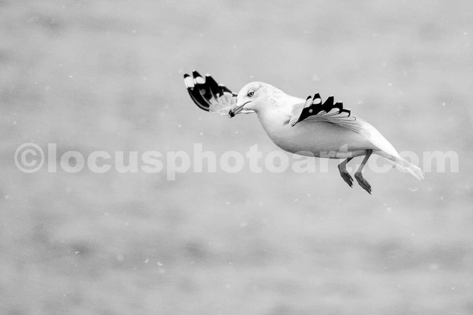 J21_Gull_with_Snowflakes_4805_BW.jpg