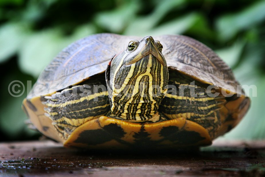 J15_Backyard_Turtle_Buddy_9917.jpg