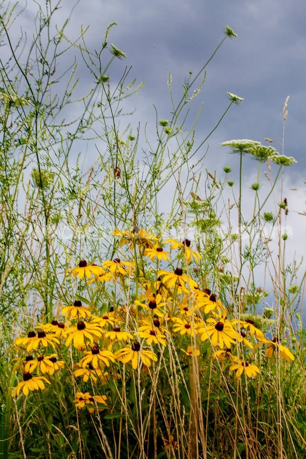 J19_Black-Eyed_Susans_in_a_Storm_9920.jpg