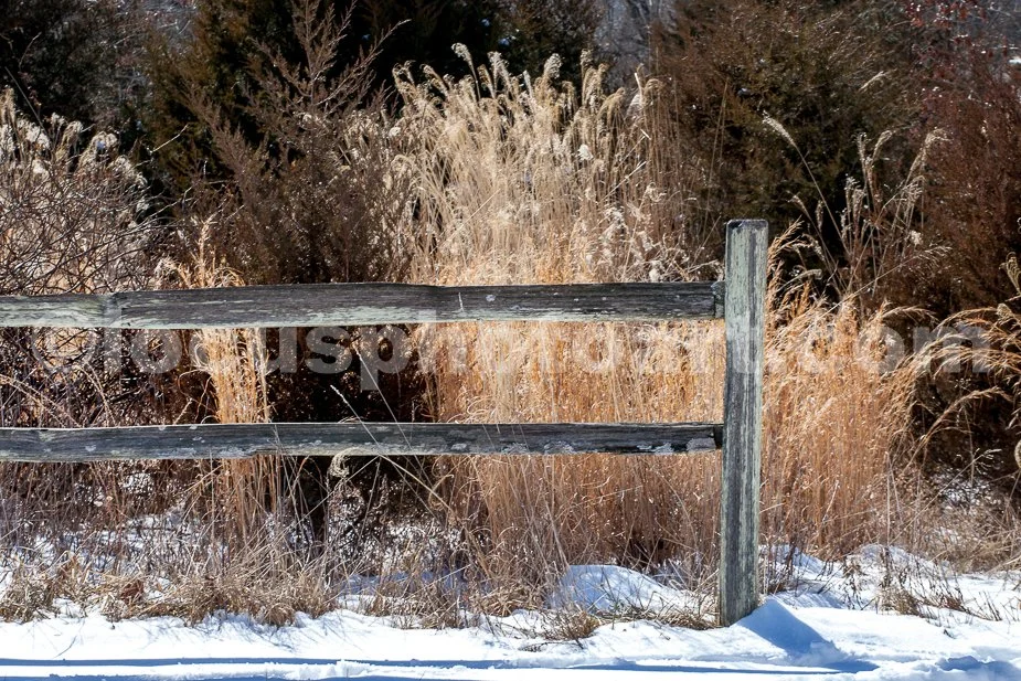 J21_Fence_and_Grasses_5457.jpg