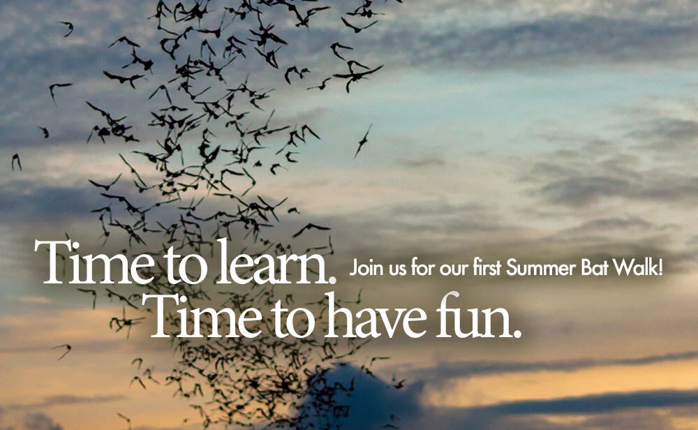 Summer Bat Walk