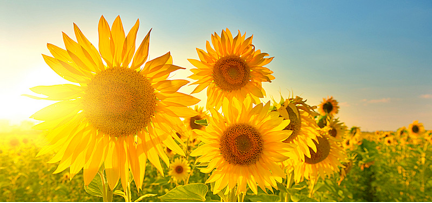 Sunflower.png