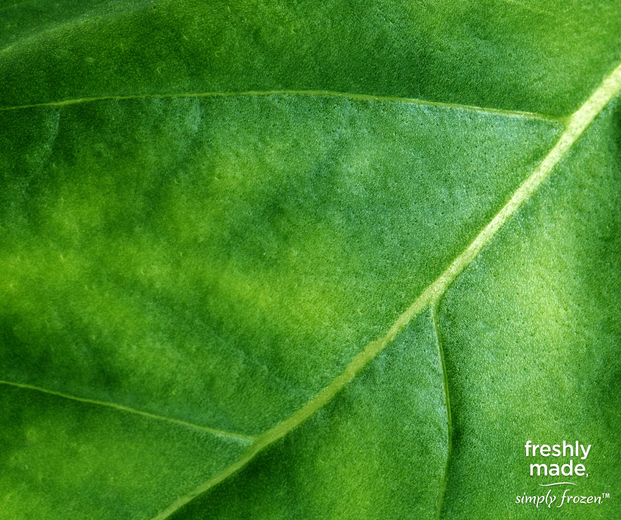 STF003_FB_Macro_Basil.jpg